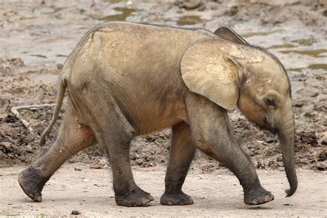 A Baby Gorilla And Multiple Elephant Calves Make Their Debut In Dzanga