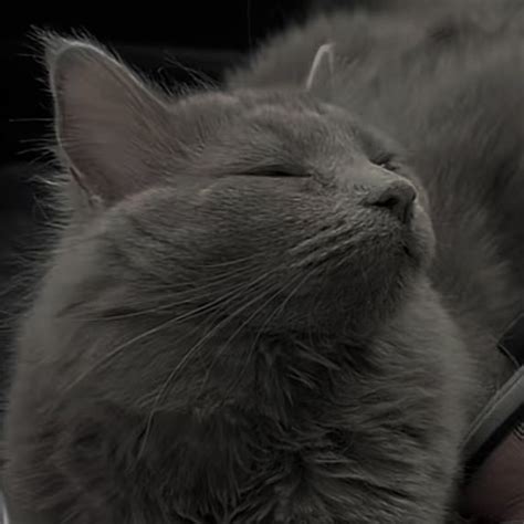 Pretty Grey Cat Pfp Idea For Discord Twitter Tiktok In 2022 Cat