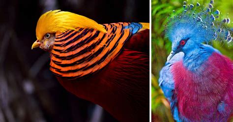 Most Stunning And Beautiful Birds In The World To Make