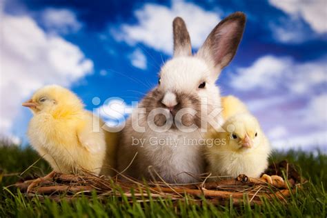 Bunny And Chick Stock Photo Royalty Free Freeimages