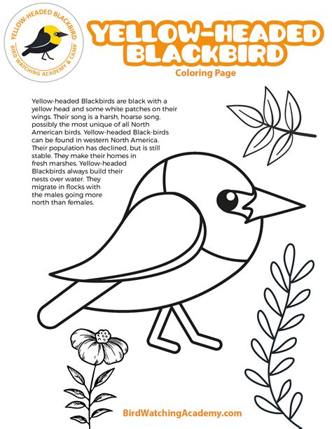 Yellow Headed Blackbird Coloring Page Bird Watching Academy