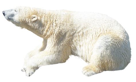 Polar Bear Png Image Purepng Free Transparent Cc0 Png Image Library
