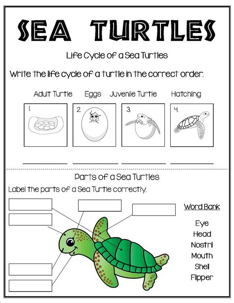 Sea Turtles Worksheet