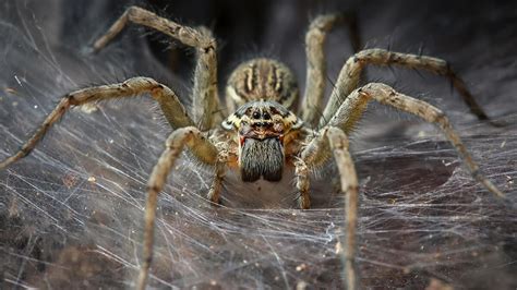 Poisonous Spiders In Australia Fantastic Pest Control Australia