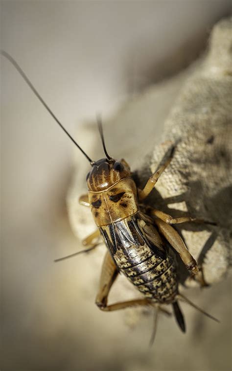 Learning about the pests you have and options that are available to control specific pests is the first step. Animal cricket in farming on egg tray. House cricket ...