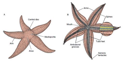 Starfish External Anatomy