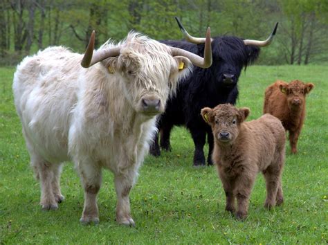 Meet The Highland Cattle Scotland S Majestic Cows And Bulls Artofit
