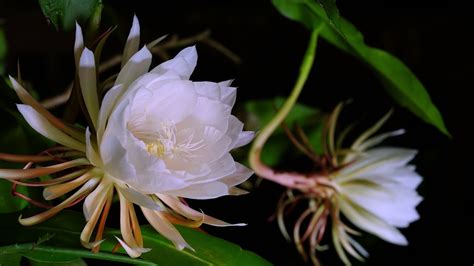 Night Blooming Cereus Time Lapse Youtube
