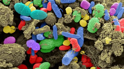 How Our Gut Bacteria Changes The Way We Feel Bbc Future