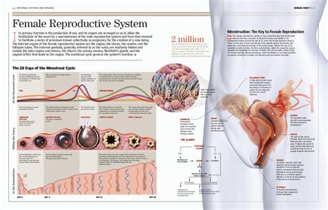 Human Body I Female Reproductive System Reproductive System