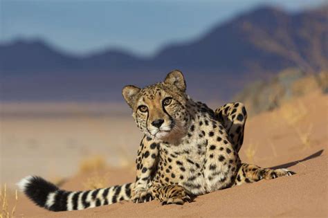 Big Cat Safaris In Africa Packages And Itineraries Discover Africa