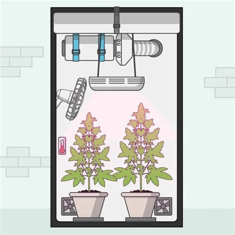 How To Grow Weed Indoors For Beginners Step By Step Guide Plants Of