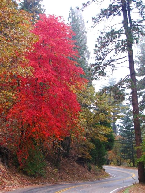 A Brightly Colored Pacific Dogwood Tree In The San Bernardino Mountains