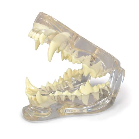 Buy Clear Canine Jaw Model With Teeth Replica For Feline Anatomy And
