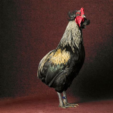 Youve Never Seen Chickens Look So Human Huffpost