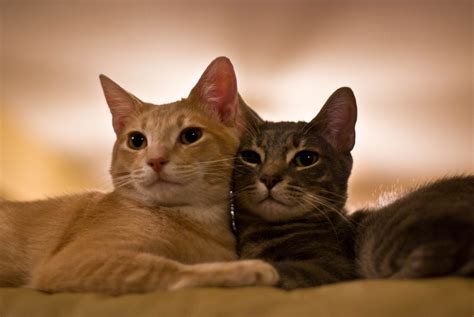Two Orange And Brown Tabby Cats Hd Wallpaper Wallpaper Flare