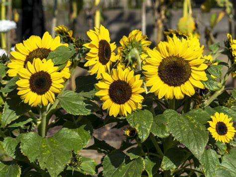 Dwarf Sunflowers All You Need To Know Animascorp