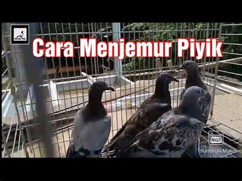 Jangan pilih merpati yang masih muda/bahkan yang masih piyik, karena akan susah dalam proses perjodohan/bahkan tidak akan giring/jodoh sekalipun. Cara Menjemur Piyik Merpati Pos Depan Kandang #Merpatipos ...