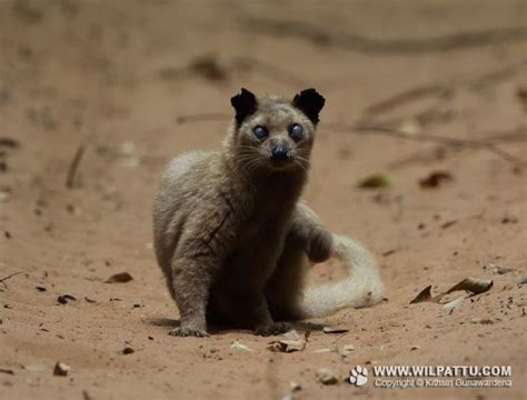 Species Of Wilpattu National Park