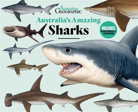Australias Amazing Sharks Australian Geographic