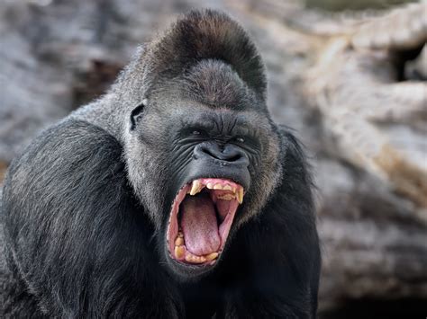 Gorilla Teeth