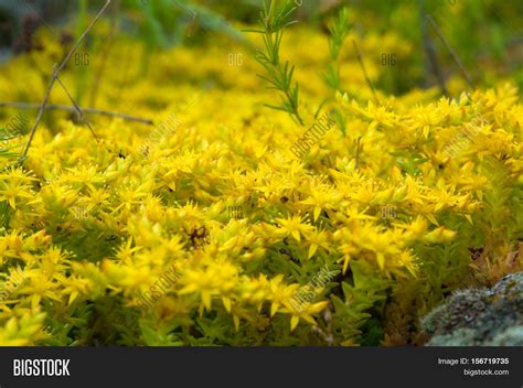 Yellow Flowering Moss Sedum Image And Photo Bigstock