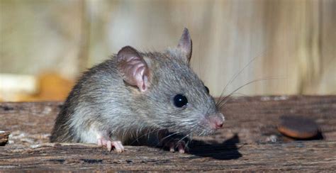 20 Cara Mengusir Tikus Praktis Dan Ampuh Dengan Bahan Alami