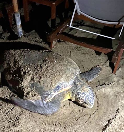 Μια χελώνα καρέτα καρέτα στο Αμμούδι Ανατολή