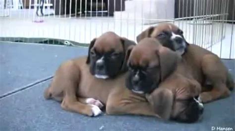 Boxer Puppies Playing Cute Dogs And Puppies Youtube