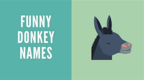 265 Donkey Names Malefemale And Funny Ideas Equine Desire