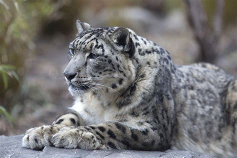 47 4k Ultra Hd Snow Leopard Wallpapers Background Images Wallpaper