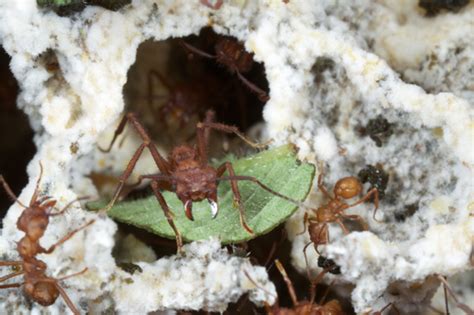 Fungus Farming Ant Genome Reveals Insight Into Adaptation Of Social