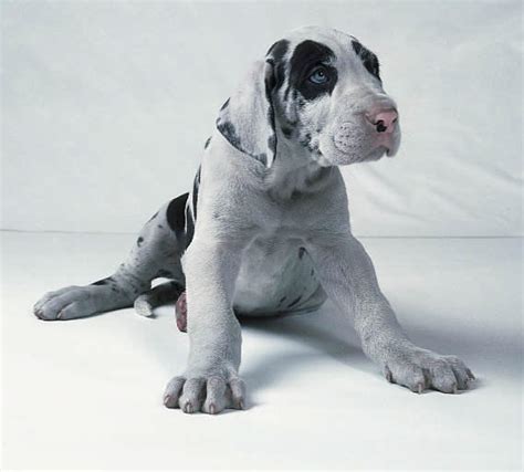 Maybe you would like to learn more about one of these? Puppy Gallery Pictures