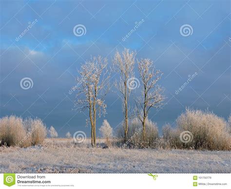 White Trees In Winter Field Lithuania Stock Image Image Of Branch