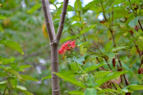 Free Images Tree Nature Forest Branch Leaf Flower Wildlife