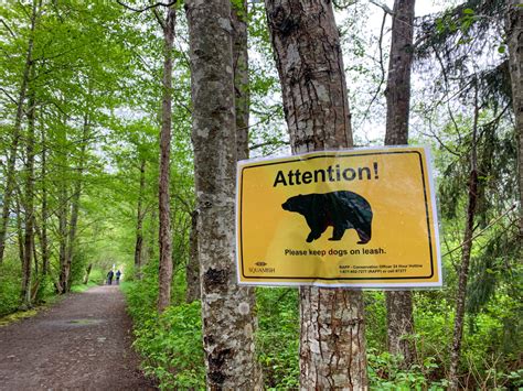 Bear Safety Tips For Hikers Vancouver Trails