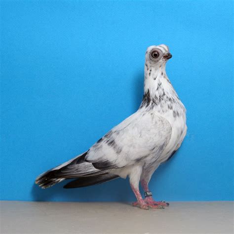 Short Face Budapest Pigeon For Sale Peepsburghcom