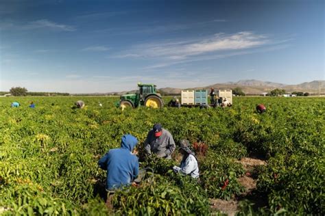 Hard Times For A Hot Commodity The Prized New Mexico Chile