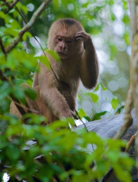 Capuchin Monkey Stock Photo Image Of Face Brown Primate 55360308