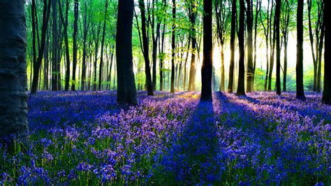 Blue Flowers Green Plants Trees Forest In Sunrays Background Hd Flowers