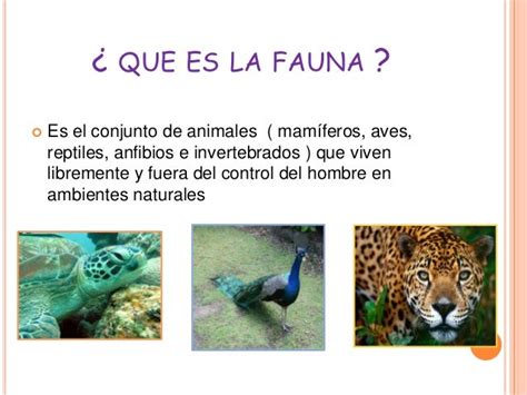 Fauna1