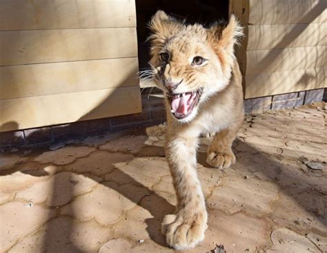 Keeping And Caring For Lion As A Pet Animals Home
