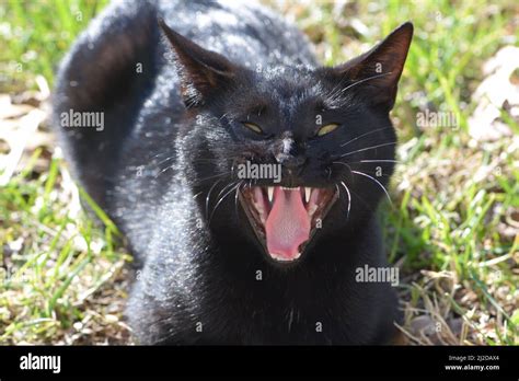 An Outdoor Black Cat Meowing A Large Meow Or Possibly Yawning Wide