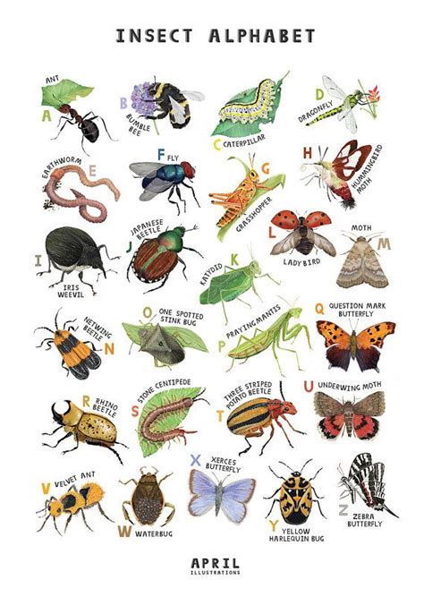 Most of these insect theme preschool activities activities are designed for kids ages 3 through 5 kids love to get eye level with new creatures and explore their worlds. Illustrated Insect Alphabet A2 Poster Print | Insect art ...