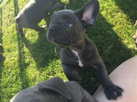 Our puppies are only meant to be pets for others to share love and enjoy life with. French Bulldog Puppies For Sale | Cedar Rapids, IA #161323