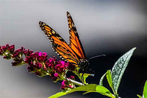 California Monarch Butterfly On Flower