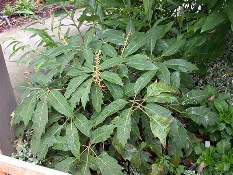 Dc Tropics Schefflera Delavayi One Year Later