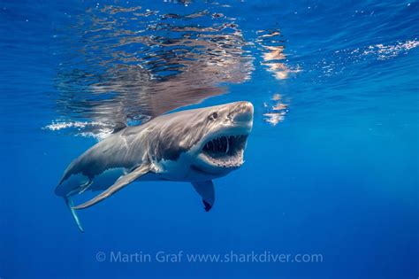 Whats It Like To Come Face To Face With A Great White Shark Sharkdiver