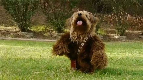 Chewbacca Dog The Wookiee Awakens Youtube