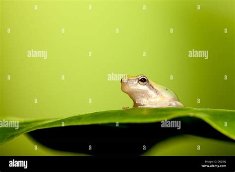 Baby Tree Frog On The Leaf Stock Photo Alamy